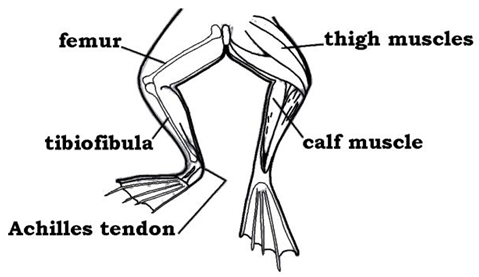Internal Anatomy - Frog Dissection Manual | Biology Grade XI