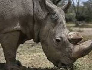 Death of Last Male Northern White Rhinoceros
