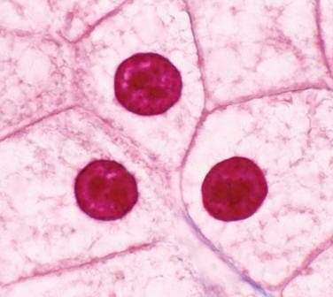 Cell Organelles: Mitochondria, Plastids and Endoplasmic Reticulum - Biology Grade XI