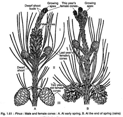 Pinus pinaceae - Habitat, Morphology and Reproductive Structure