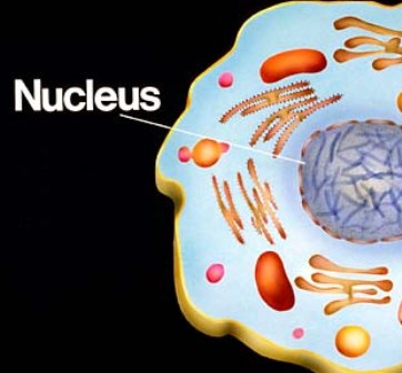 Cell Organelles: Nucleus - Cell Biology | Science Grade XI